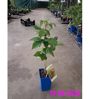 Rubus idaeus 'Autumn Bliss' RP 1,6 L